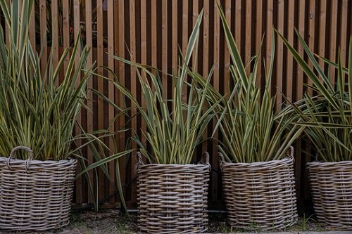 Flax Lily Woven Baskets
