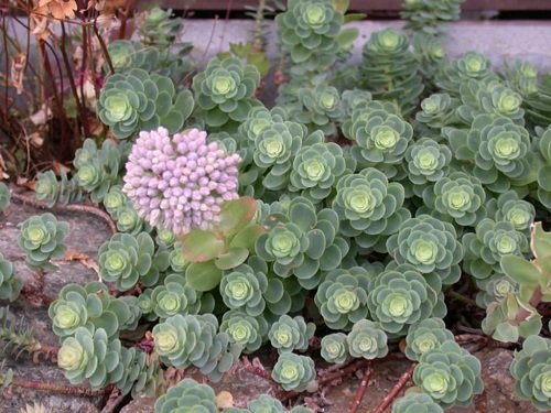 Succulents with Purple Flowers 5