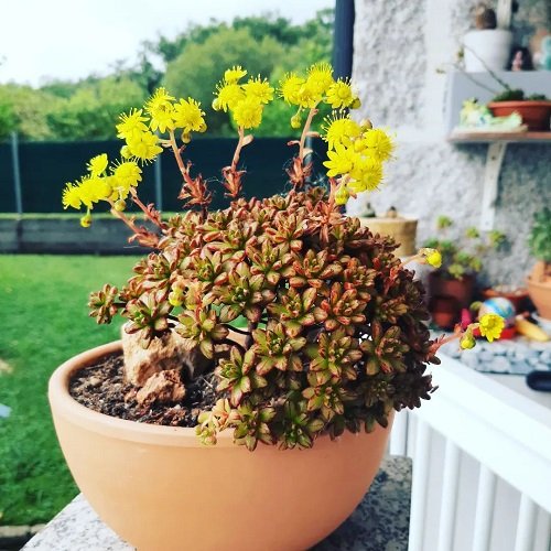 Succulents with Yellow Flowers 5