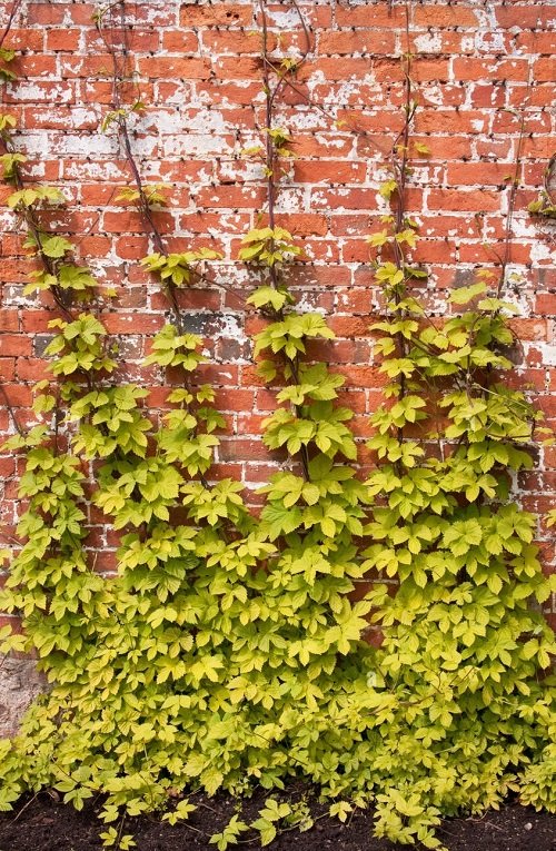 Fast Growing Vines for Covering a Fence or Wall 5