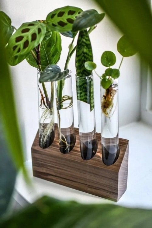  Indoor Plants in Water on tubes 