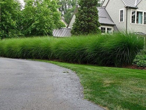 Tall Grass Privacy Ideas You Must Try 6