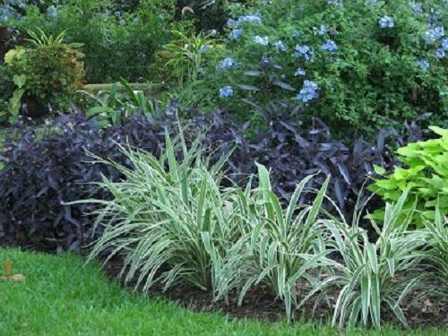 Flax Lily Landscaping Ideas 6