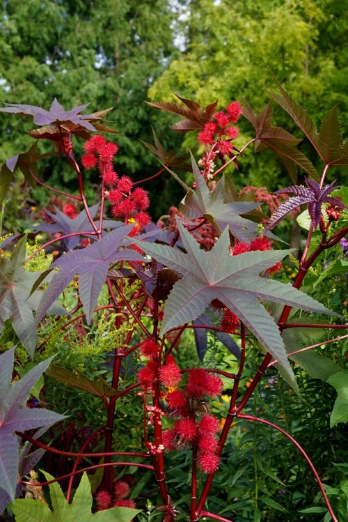 red stem plants 6