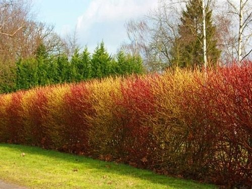 Red and Yellow Hedge
