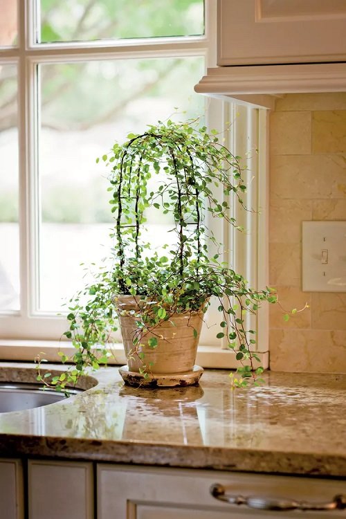 Hanging Indoor Vine Garden Ideas 5