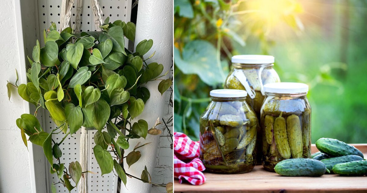 Is Pickle Juice Good For Plants?  