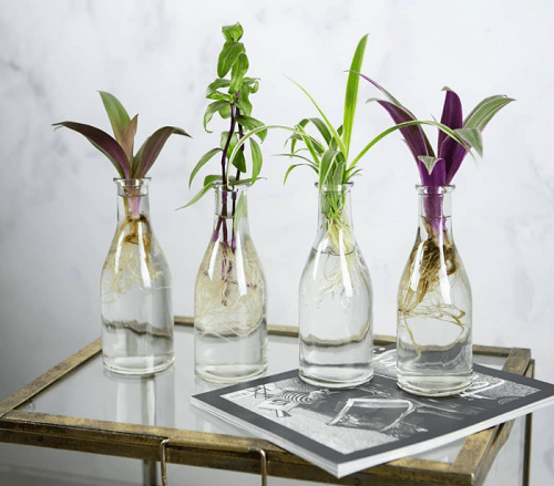 Indoor Water Plants on a Shelves 