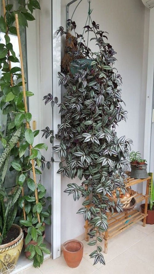 Variegated Hanging Vines with a Dark Aesthetic