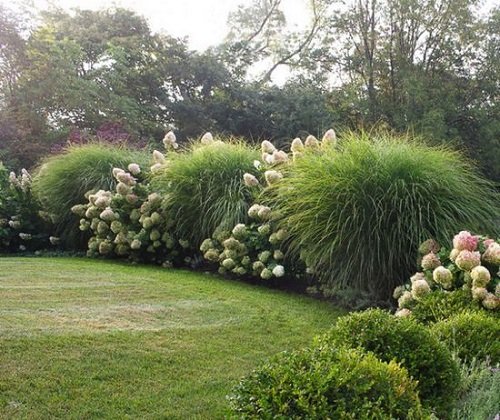 Tall Grass Privacy Ideas You Must Try 8
