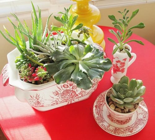Fantastic Ideas on Succulents Planted in the Kitchen Items 9