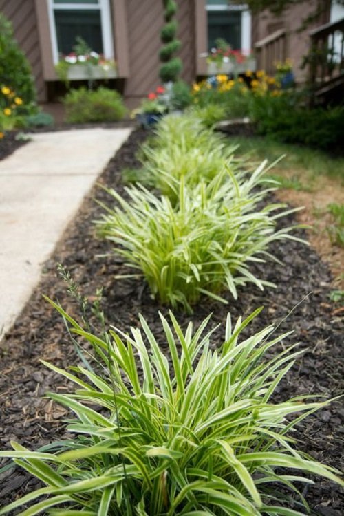 Flax Lily Pathway