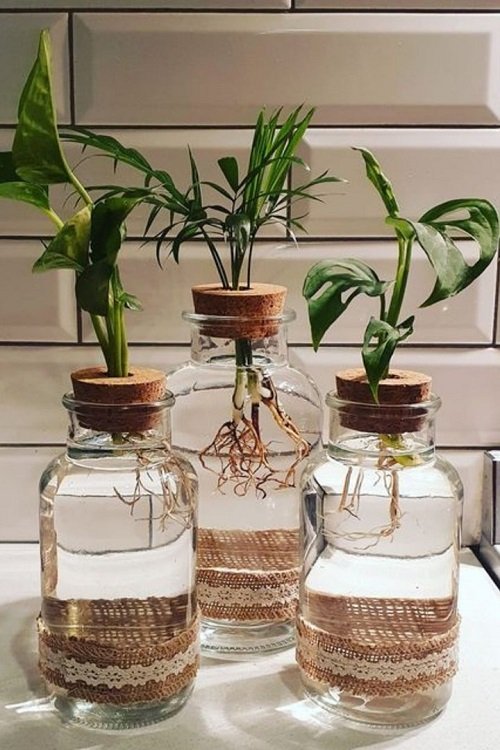Indoor Aquatic Plants on a big jar
