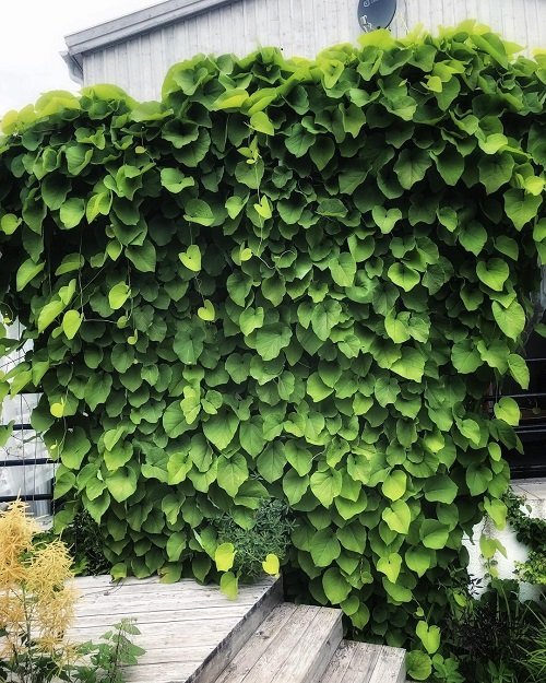 Fast Growing Vines for Covering a Fence or Wall 9
