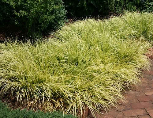 Decorative Grasses That Provide Shade 3