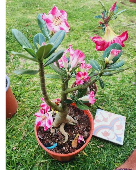 35 Stunning Types of Desert Rose Varieties | Balcony Garden Web