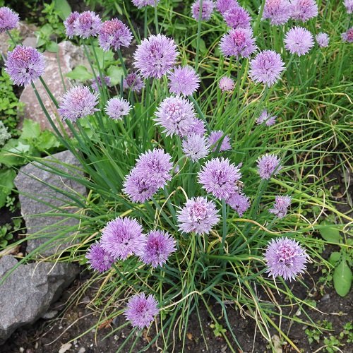 chives Best Strawberry Companion Plants