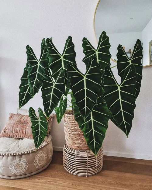 Alocasia Frydek Care and Growing Guide | Balcony Garden Web