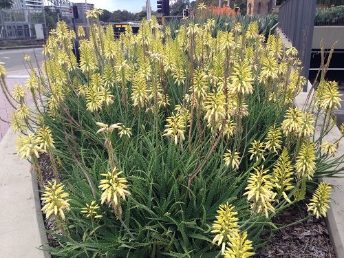 Succulents with Yellow Flowers in garden
