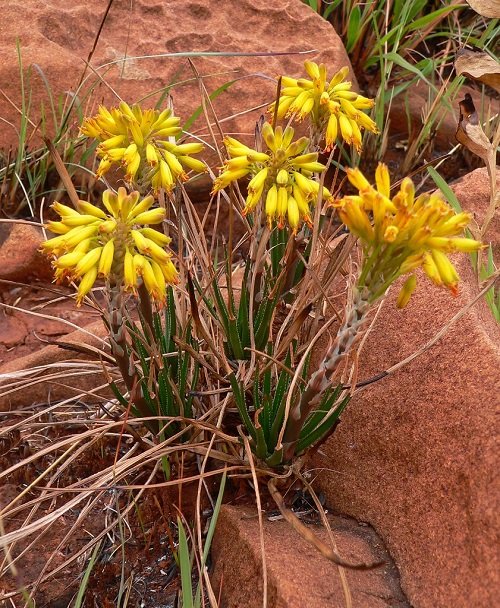 Yellow Blooming Succulents