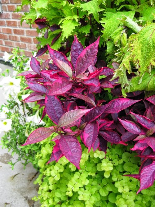 Best Red Outdoor Plants 13