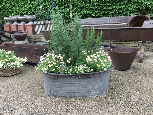 Rosemary Companion Plants in garden