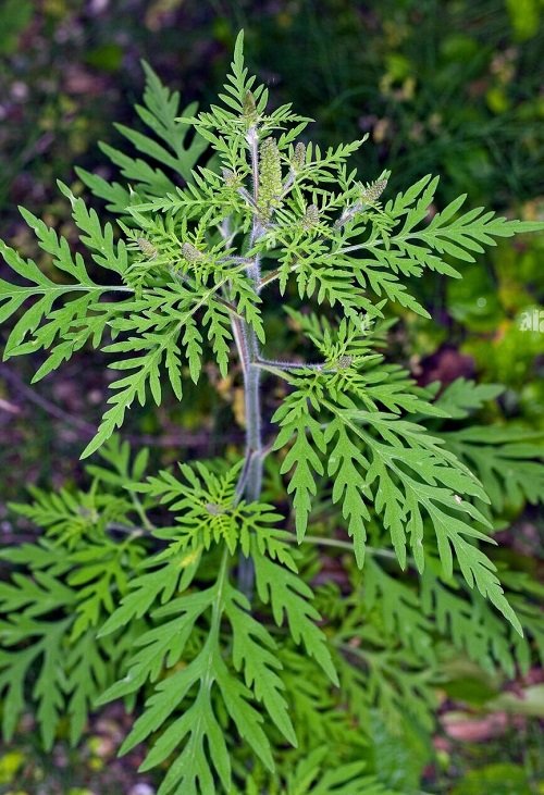 Ambrosia artemisiifolia 3