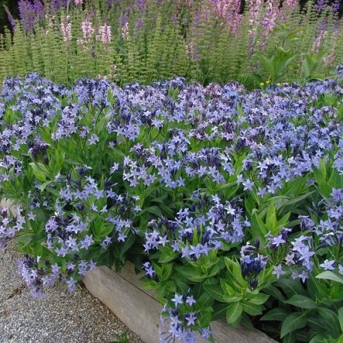 37 Beautiful Perennials for Shade That Bloom all Summer 6