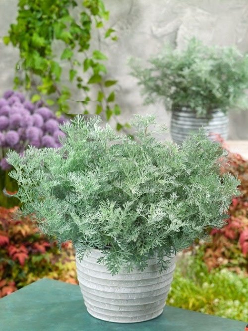Herbs with Greyish Leaves 9
