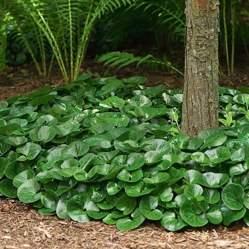 Outdoor Plants That Grow Without Sunlight near plant 