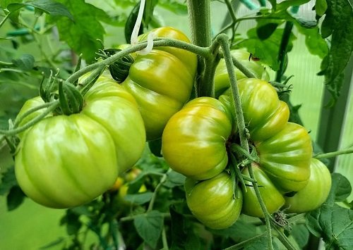 27 Best Tasting Tomatoes for Your Cuisines! 1