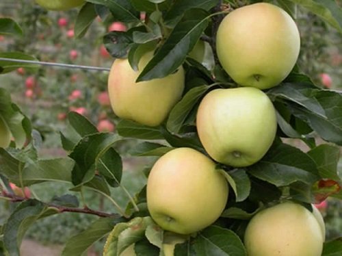Different Types of Green Apple Varieties 14