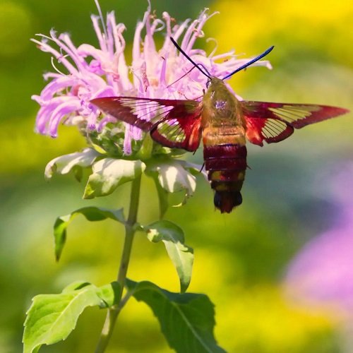 Hummingbird Moth 1