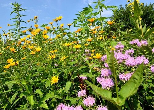 bee balm Are Sunflower Companion Plants