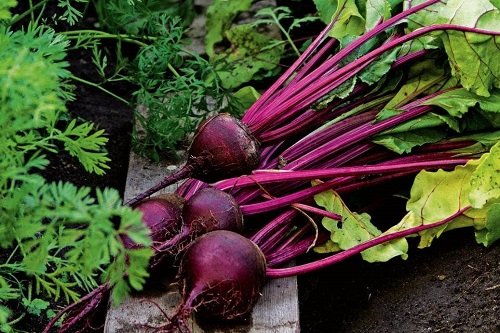Best Vegetables that are Ready to Harvest in Less than 2 Months