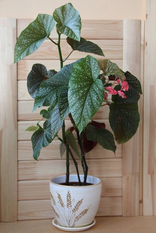Begonia Lucerna 2