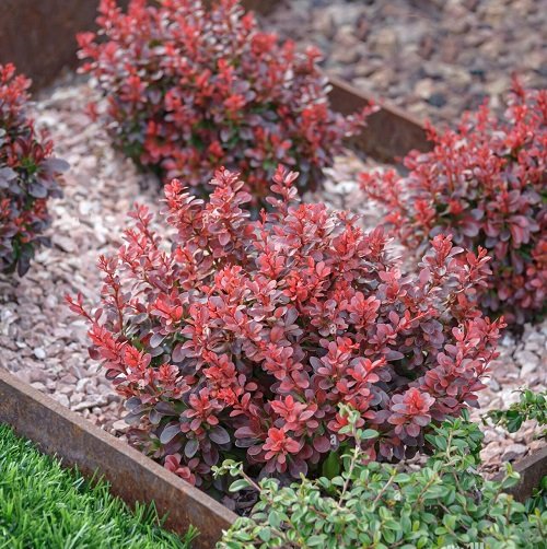 Best Red Outdoor Plants 3