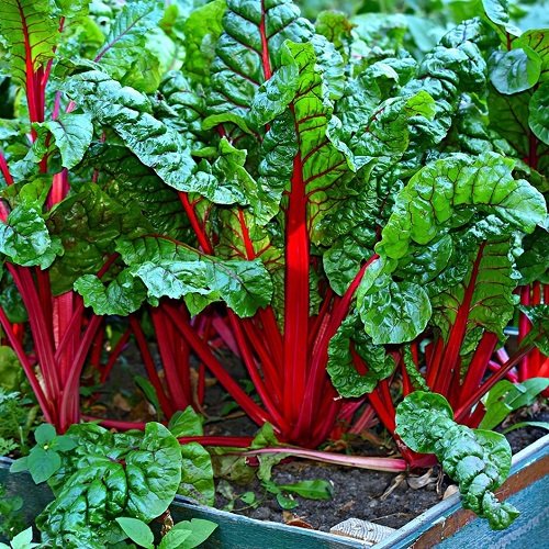 11 Plants With Red Veins on the Foliage 6