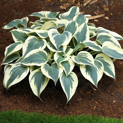 Colorful Hostas You Must Plant in Your Garden 13