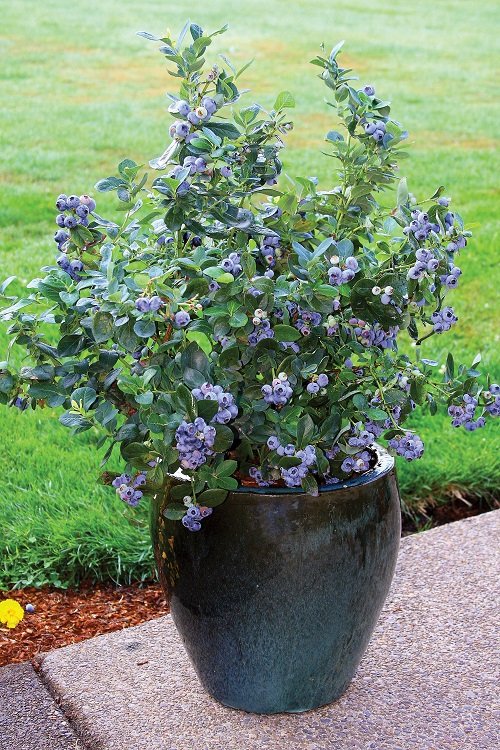 Blueberry planter in garden