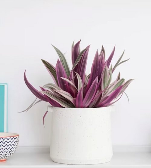  Purple and Green Plants in pot