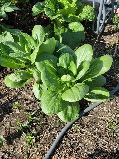 Best Vegetables that are Ready to Harvest in garden
