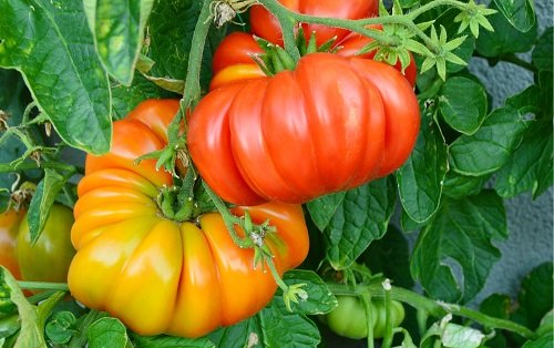 27 Best Tasting Tomatoes for Your Cuisines! 3