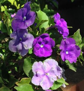 102 Blue Flower Names with Pictures | Balcony Garden Web