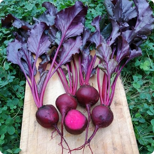 Vegetables You Can Plant in August and Harvest in September 1