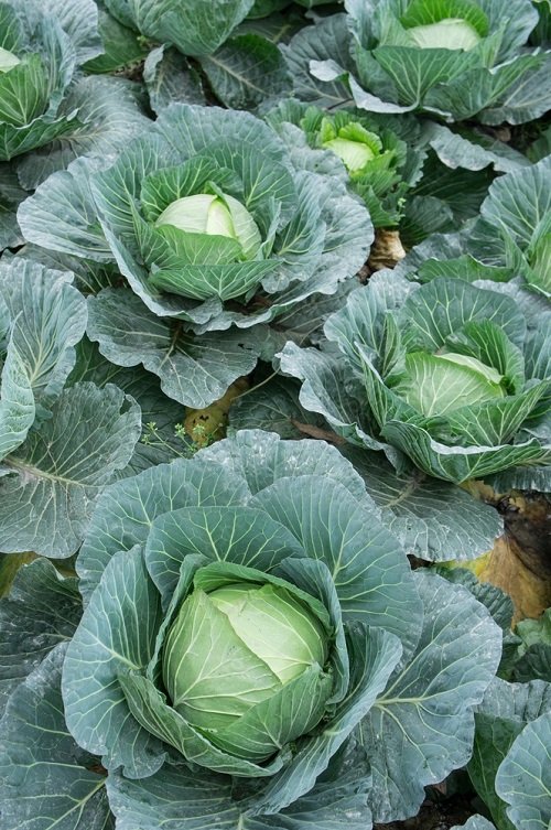 cabbage Rosemary Companion Plants