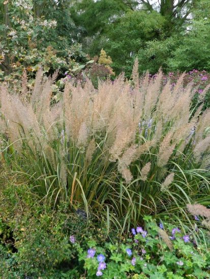 15 Best Ornamental Grasses For Shade | Balcony Garden Web