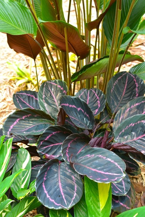 22 Best Purple and Green Plants You Should Try Growing 2