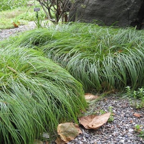 Best Ornamental Grasses For Shade 12