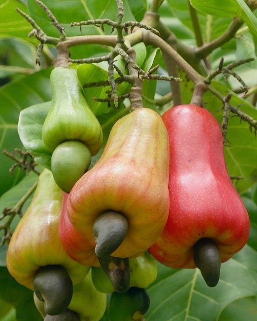 Can You Eat a Cashew Fruit? 1